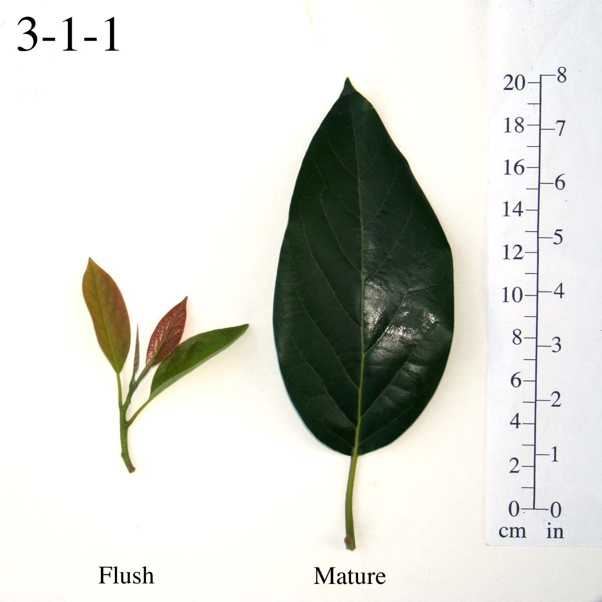 3-1-1 Leaves