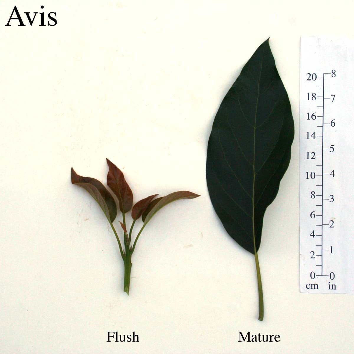 Avis Leaves