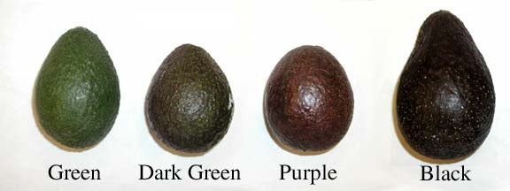 various colors of avocados