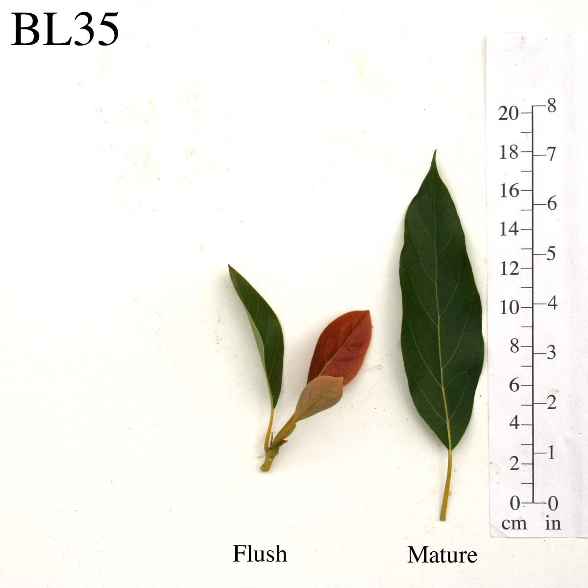 BL35 Leaves