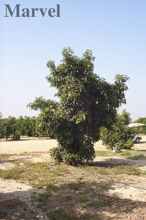 BL516 (Marvel) Tree