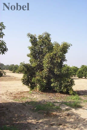 BL667 (Nobel) Tree