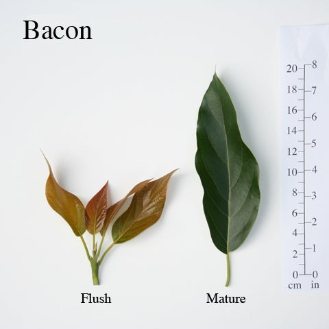 Bacon Leaves