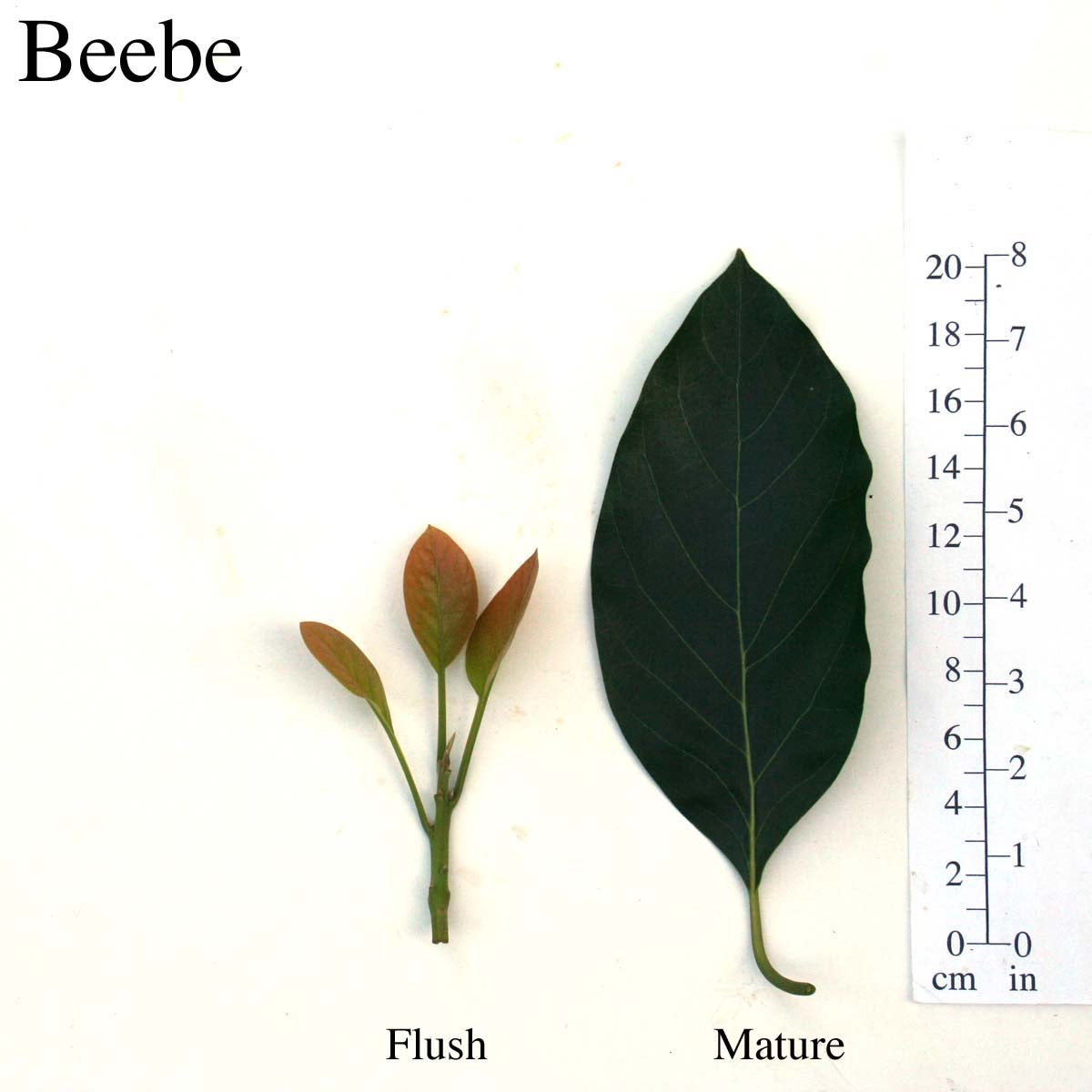 Beebe Leaves