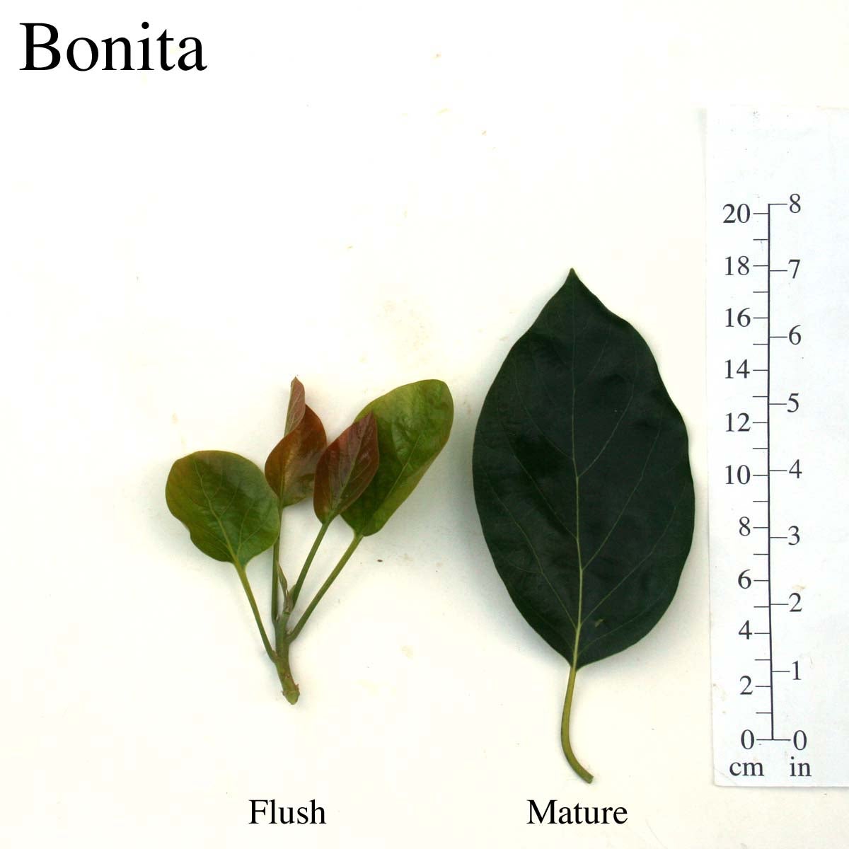 Bonita Leaves