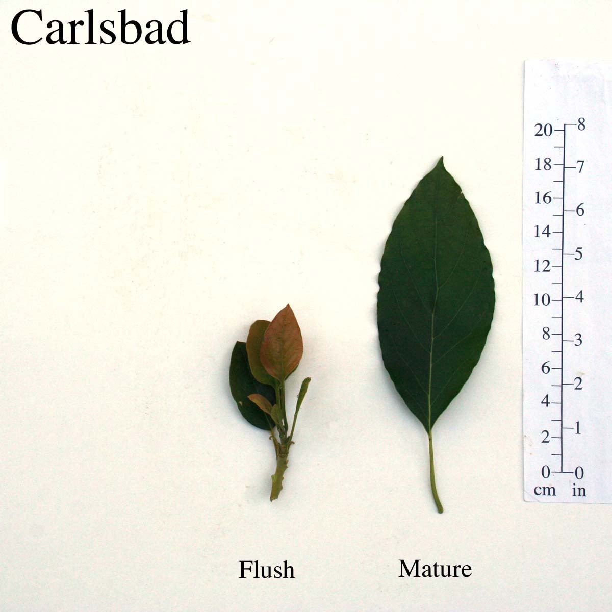 Carlsbad Leaves