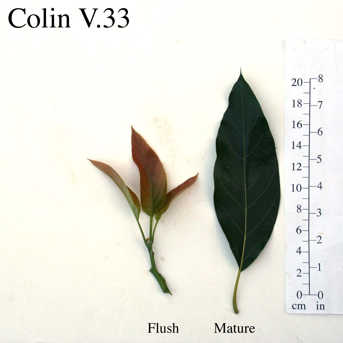 Colin V33 Leaves