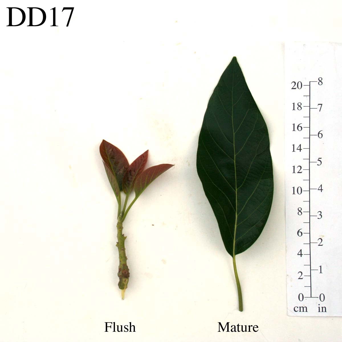 DD17 Leaves