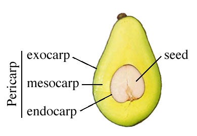 anatomy of an avocado
