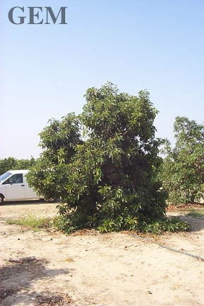 GEM Tree