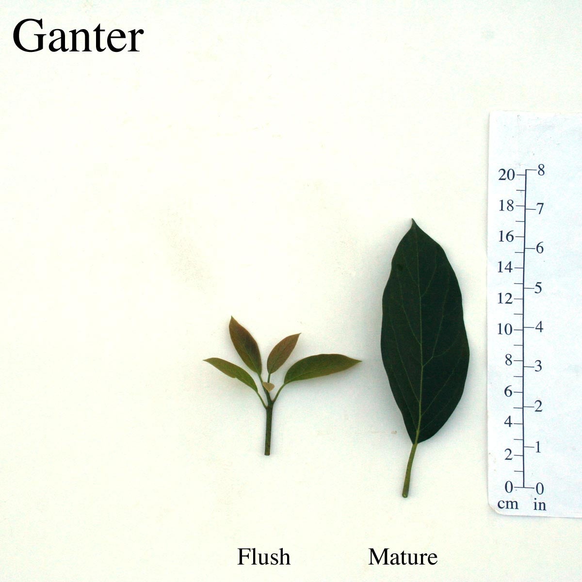 Ganter Leaves