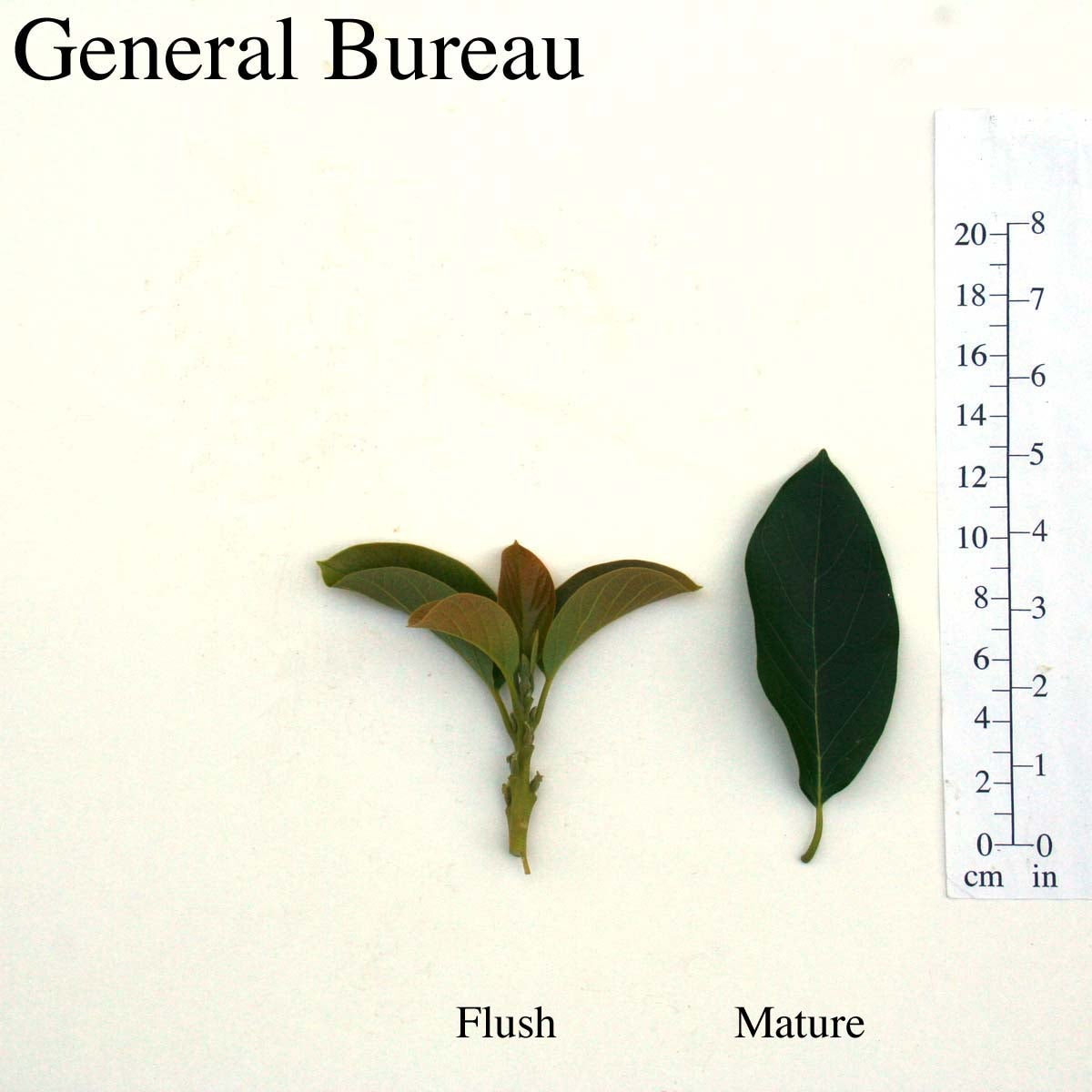 General Bureau Leaves