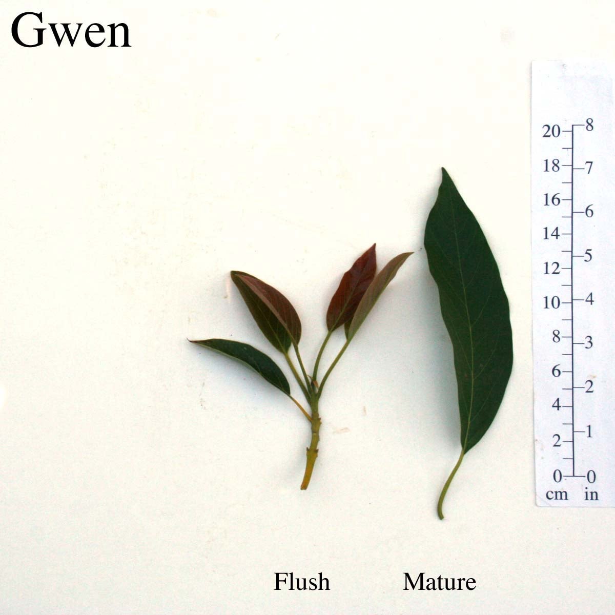 Gwen Leaves