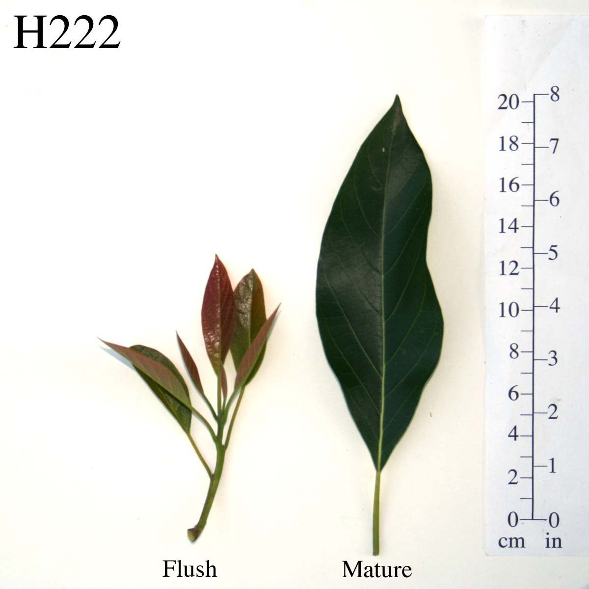 H222 Leaves