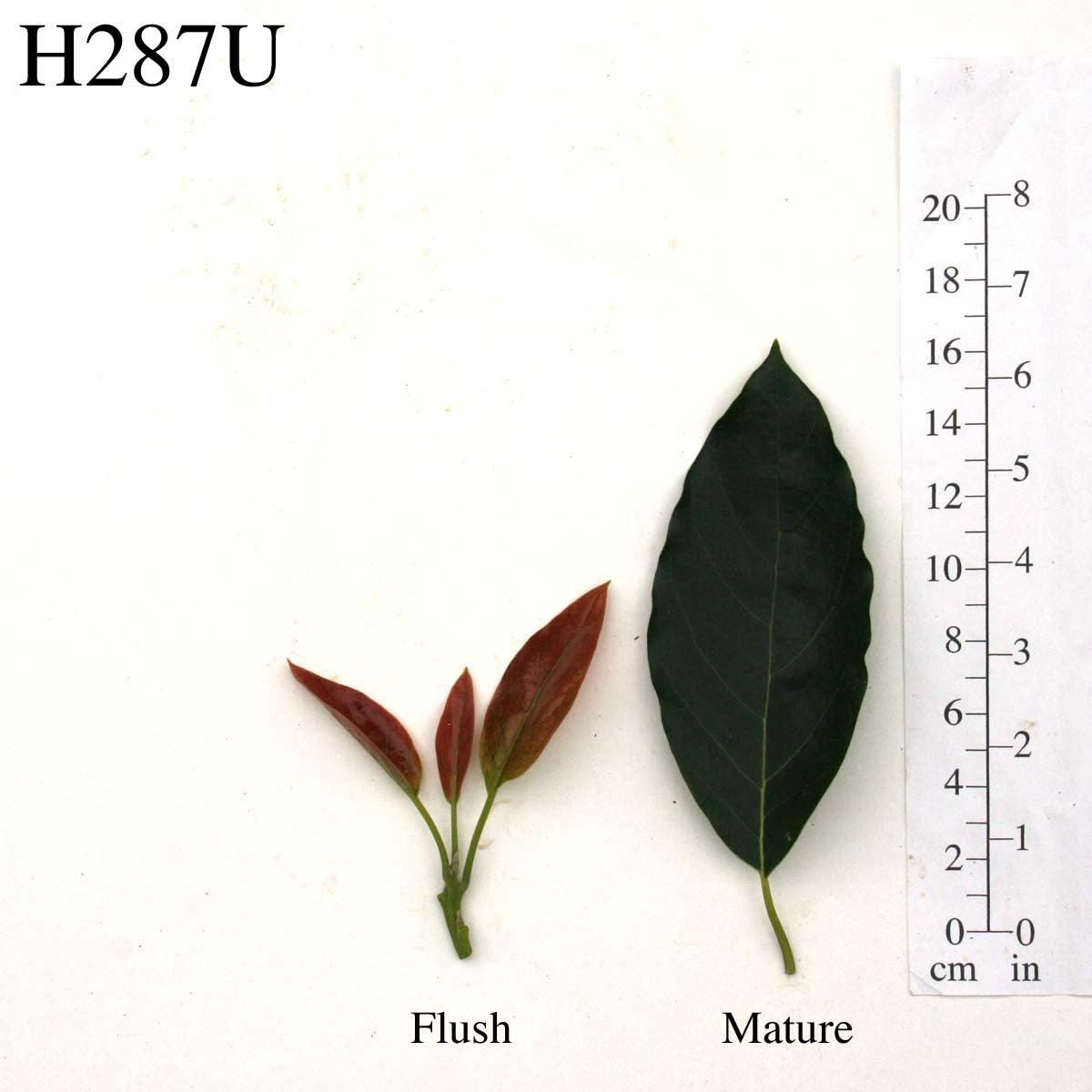 H287U Leaves