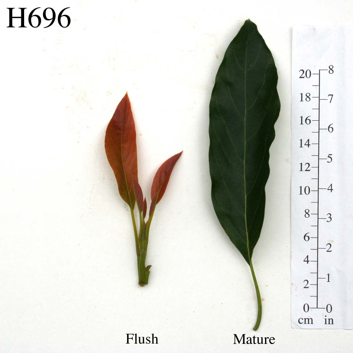 H696 Leaves