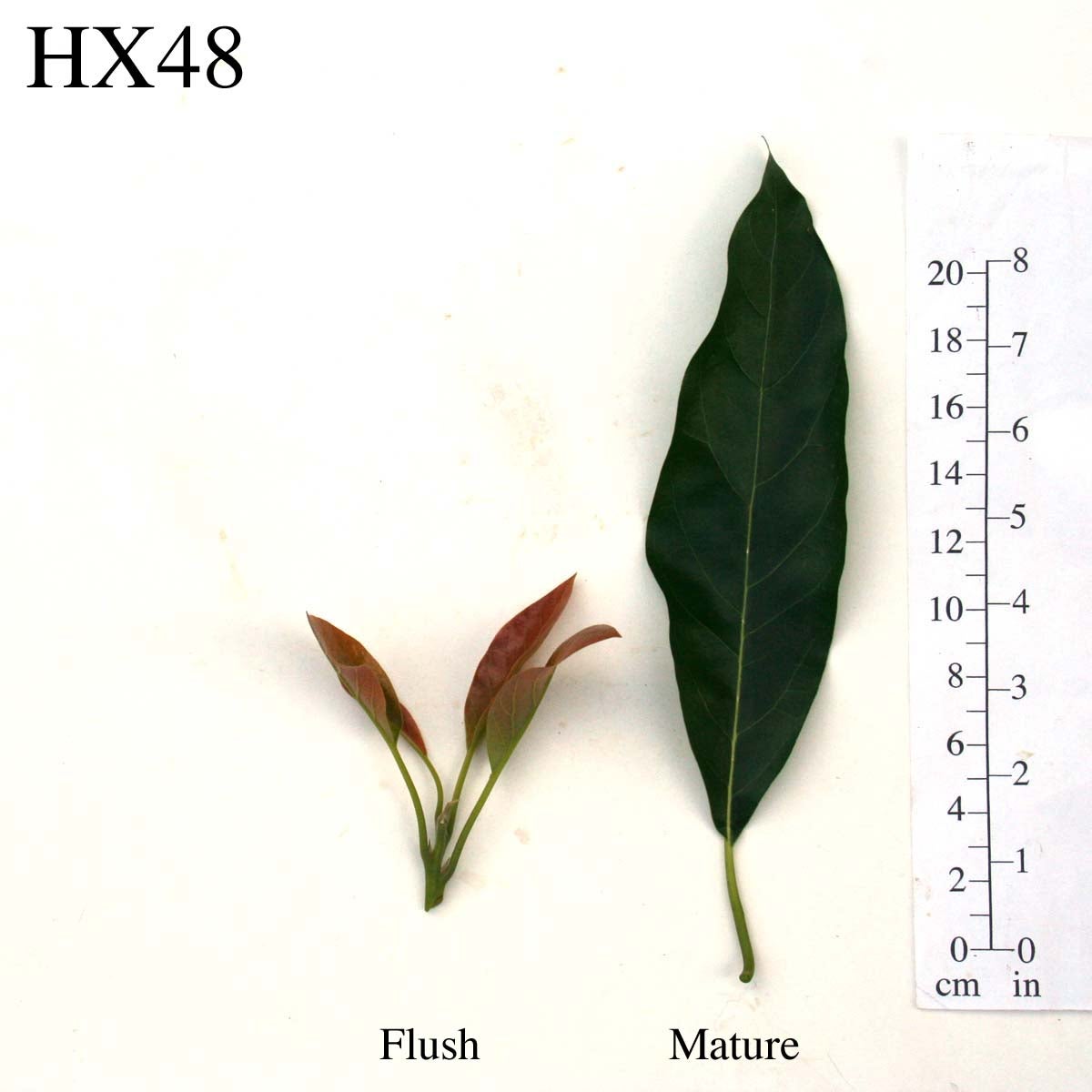HX48 Leaves