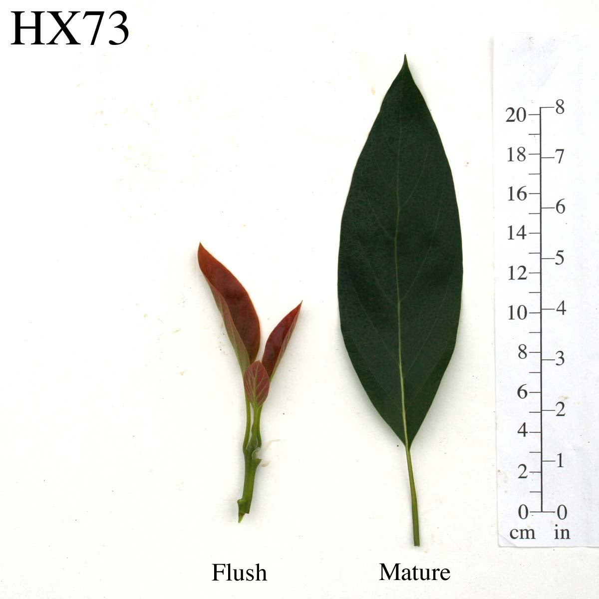 HX73 Leaves