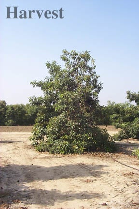 Harvest Tree