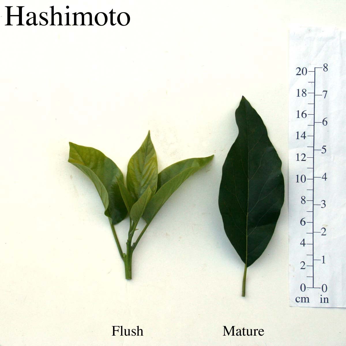 Hashimoto Leaves