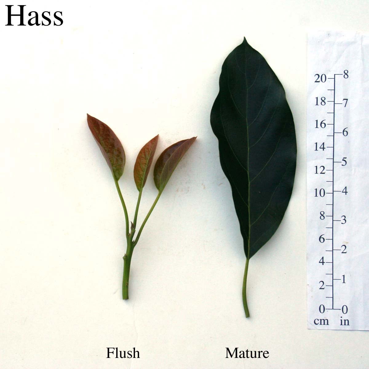 Hass Leaves