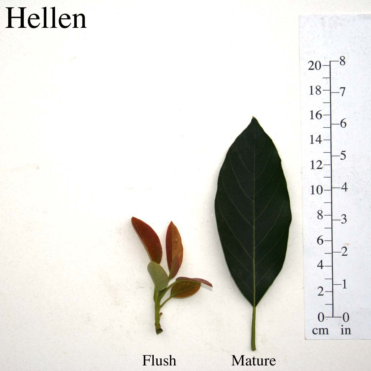 Hellen Leaves