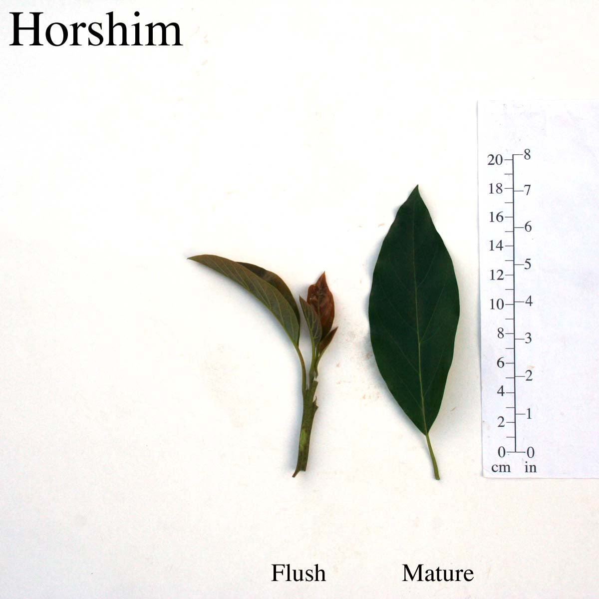 Horshim Leaves