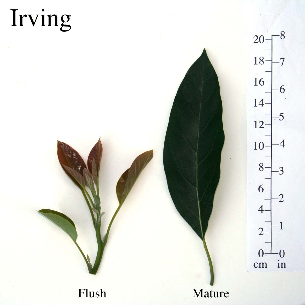 Irving Leaves