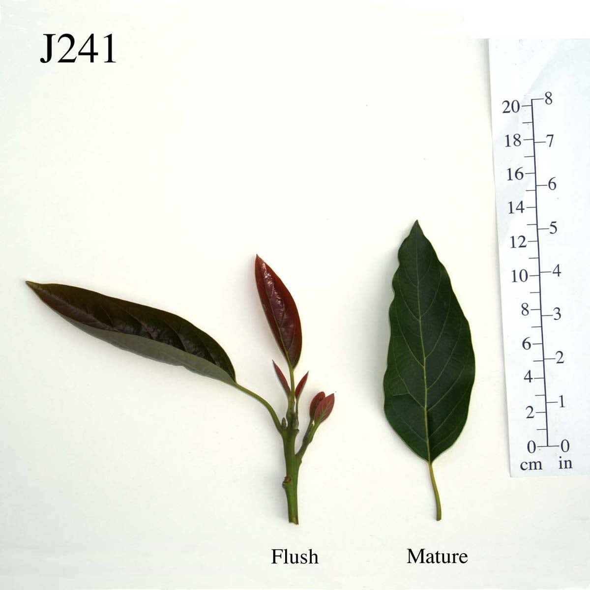 J241 Leaves