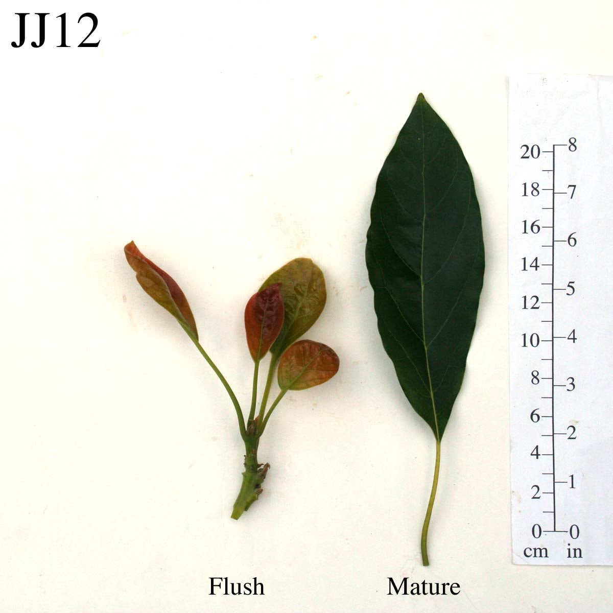 JJ12 Leaves