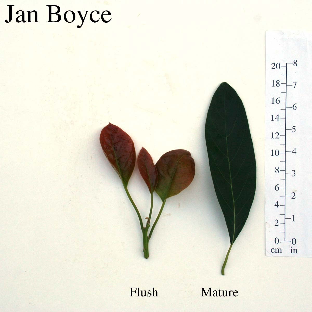 Jan Boyce Leaves
