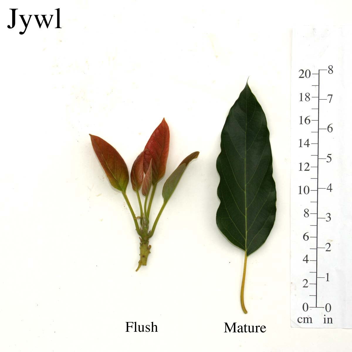 Jwyl Leaves