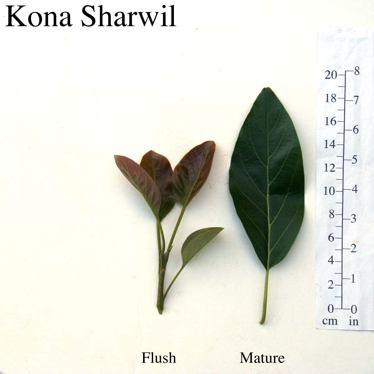 Kona Sharwil Leaves