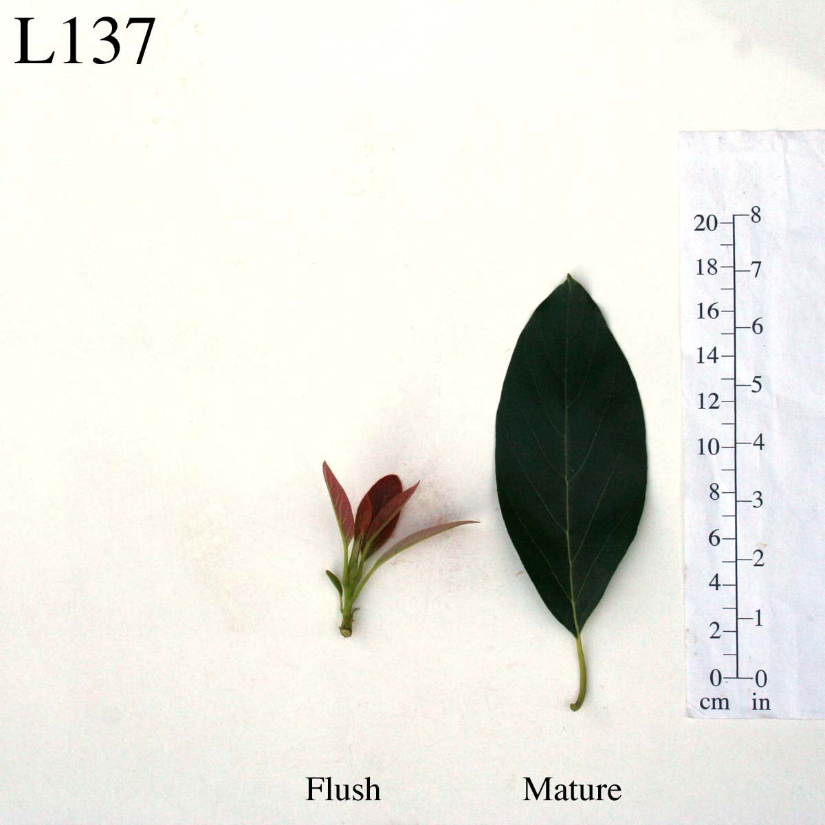 L137 Leaves