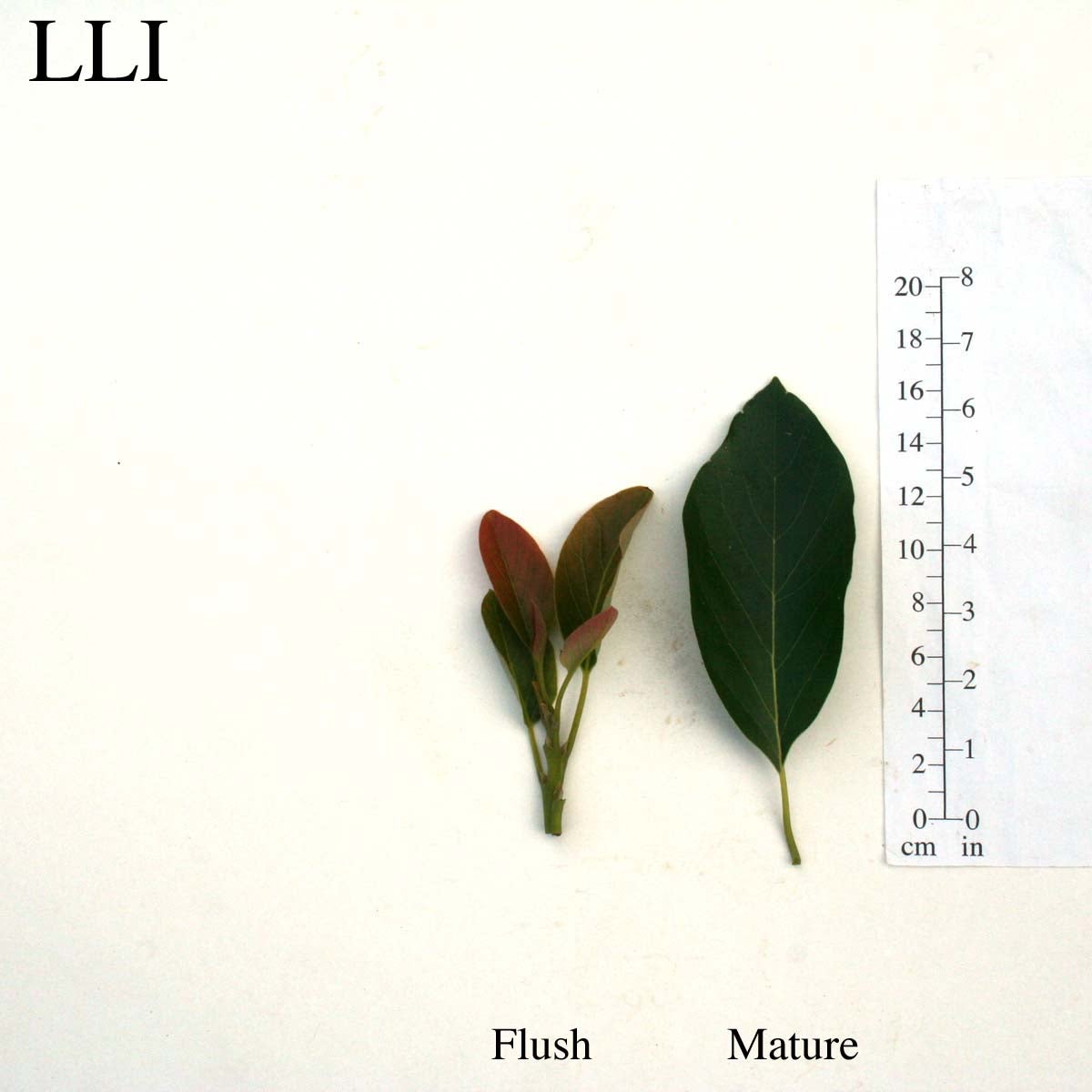 LL1 Leaves