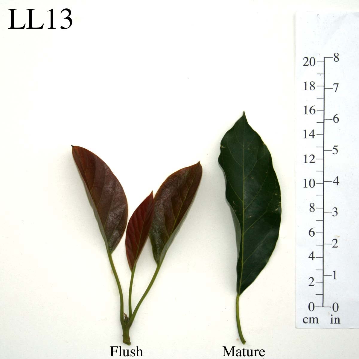LL13 Leaves