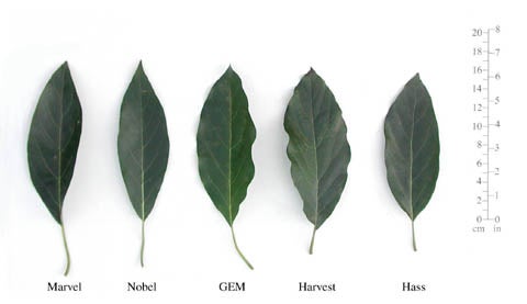 Leaf characteristics of the unreleased varieties compared to 'Hass' standard.