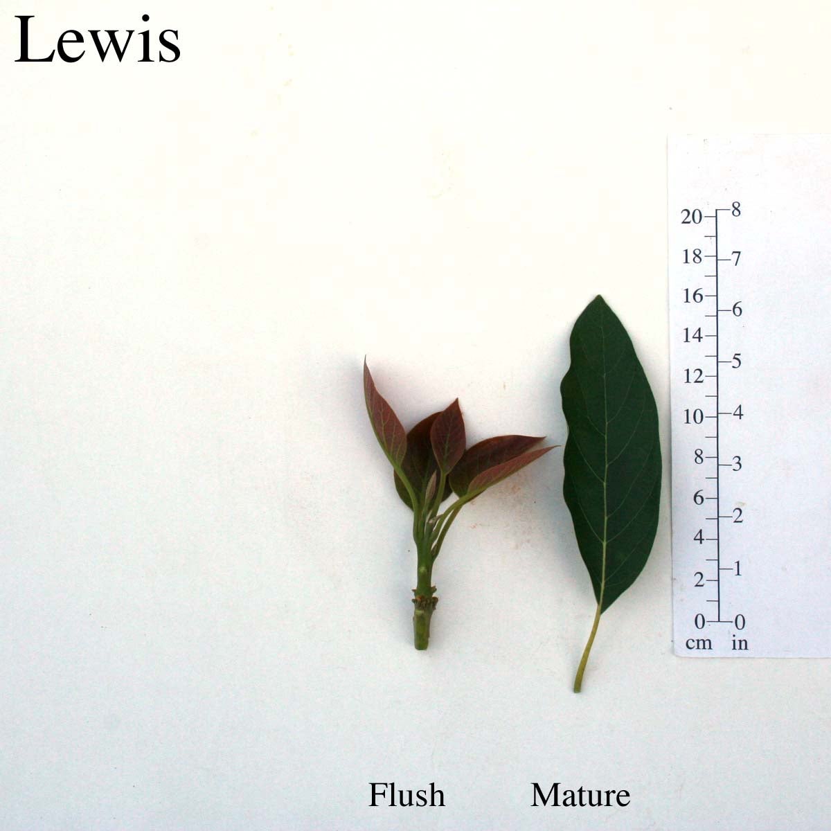 Lewis Leaves