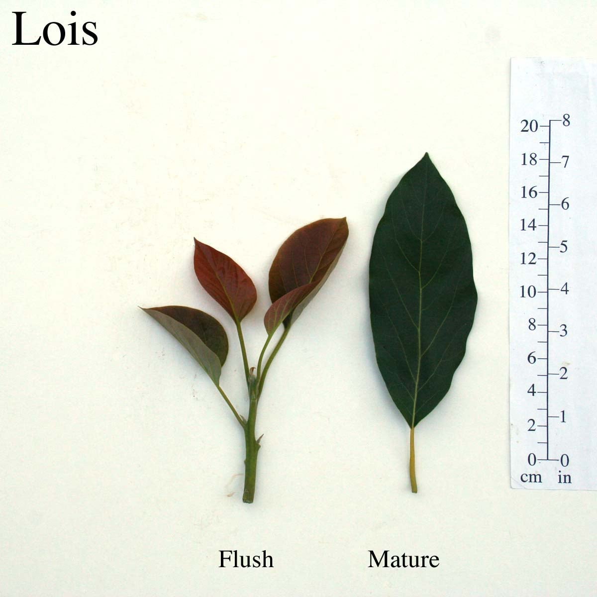 Lois Leaves