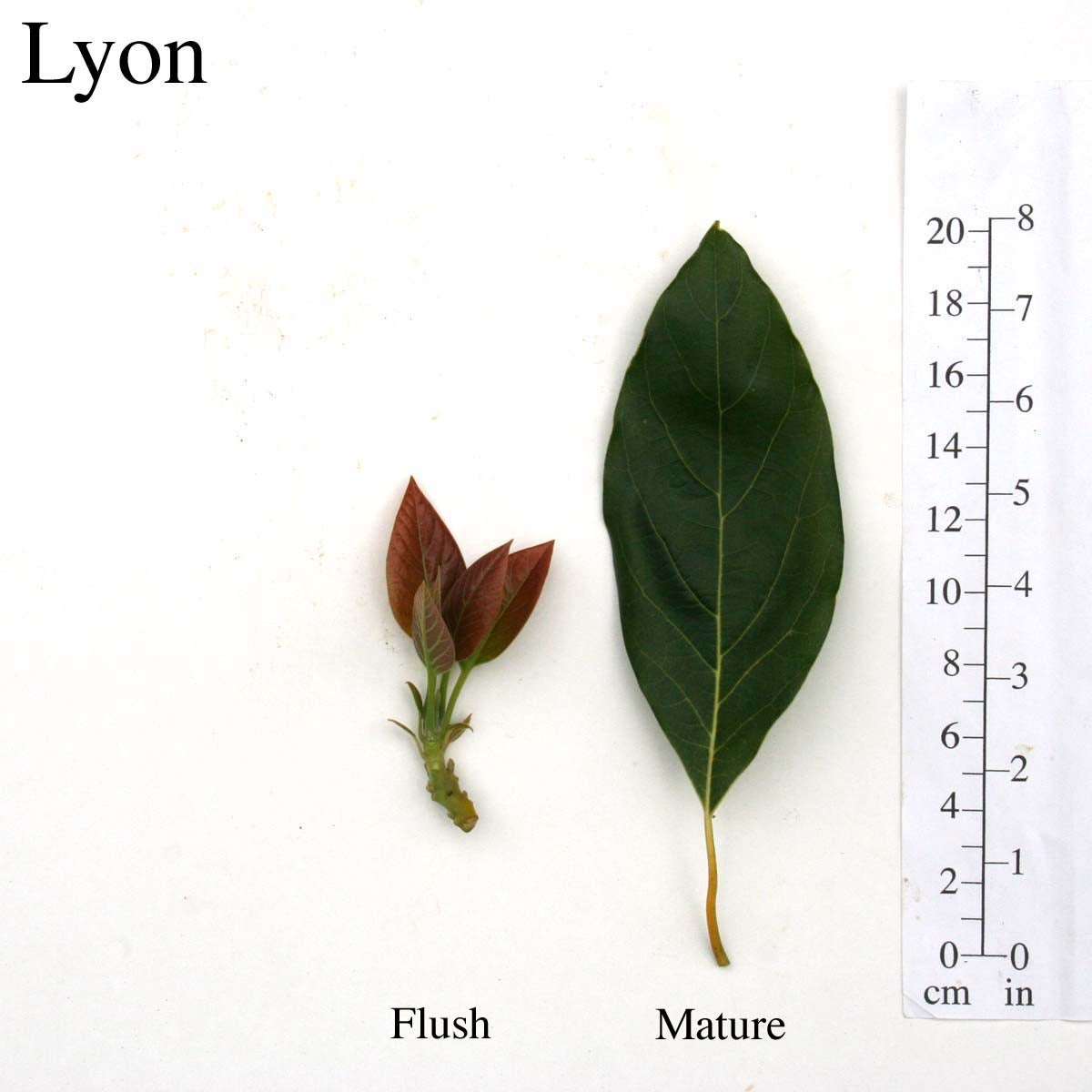 Lyon Leaves