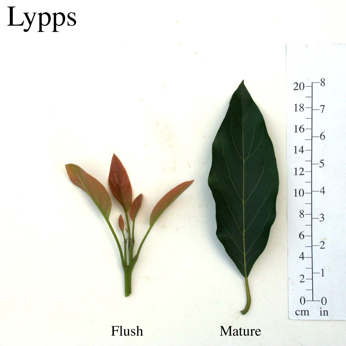 Lypps Leaves