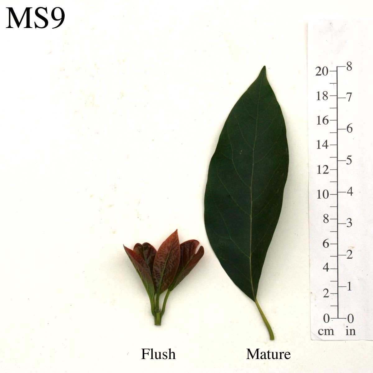 MS9 Leaves