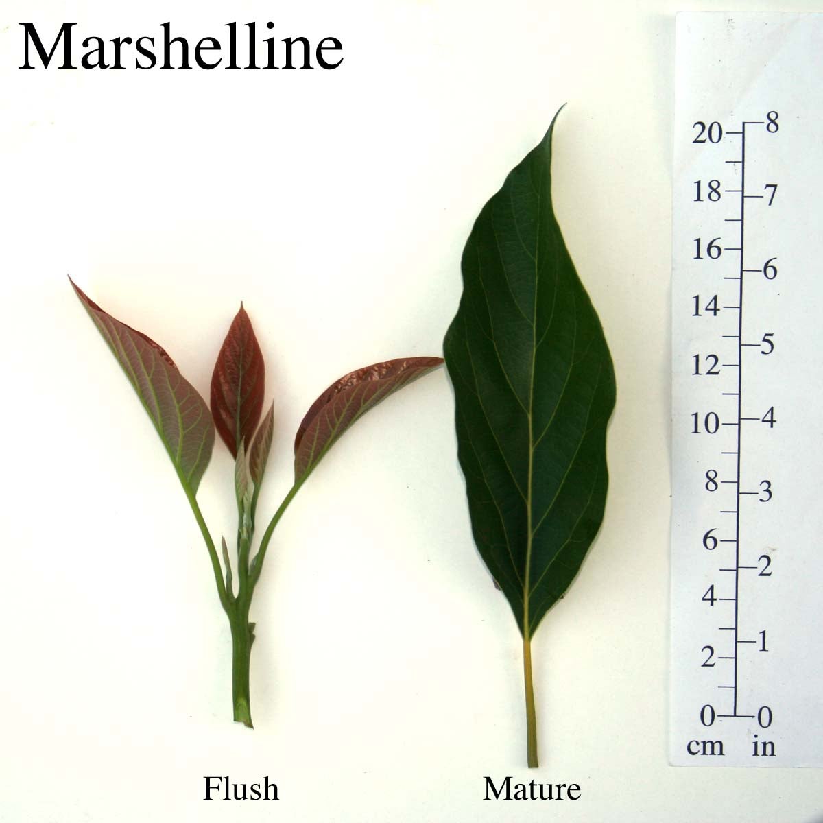 Marshelline Leaves