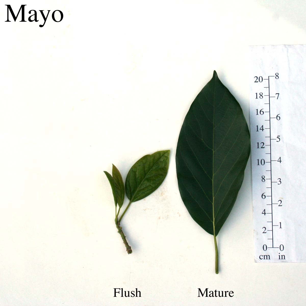 Mayo Leaves