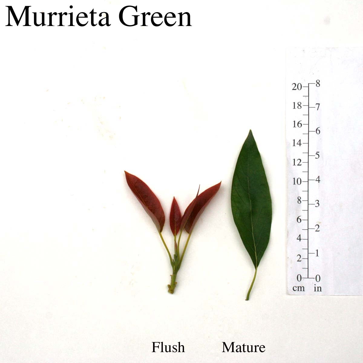 Murrieta Green Leaves