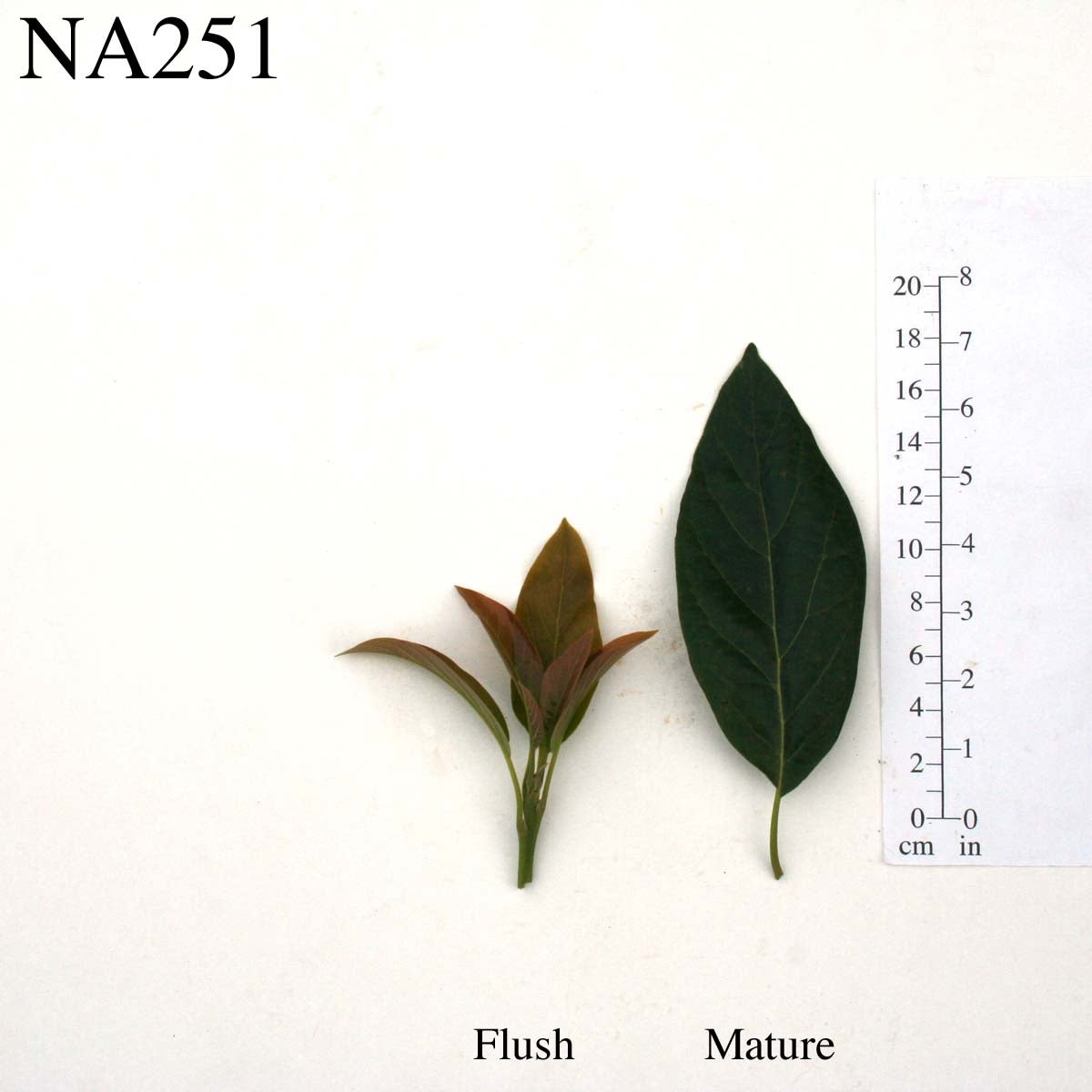NA251 Leaves