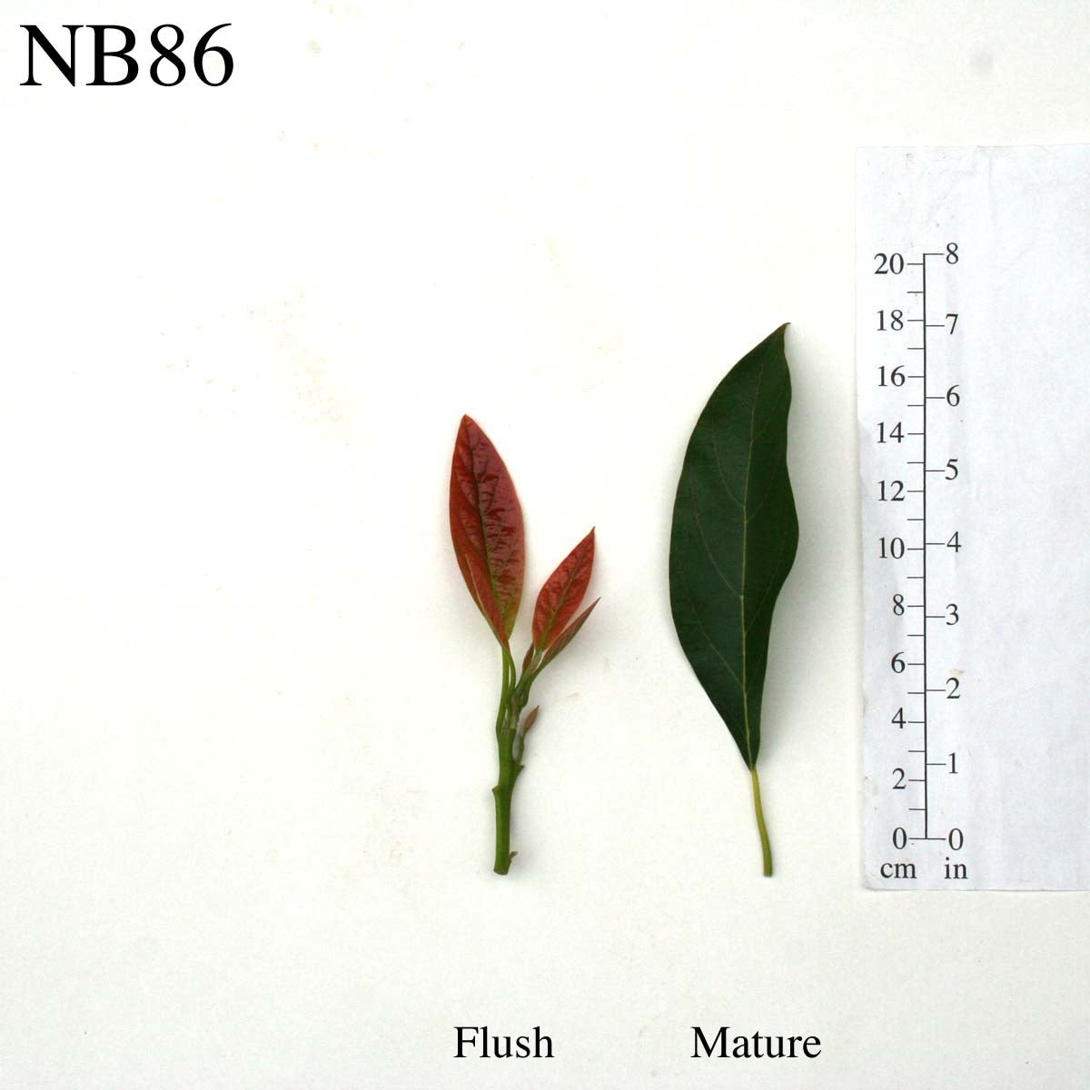 NB86 Leaves