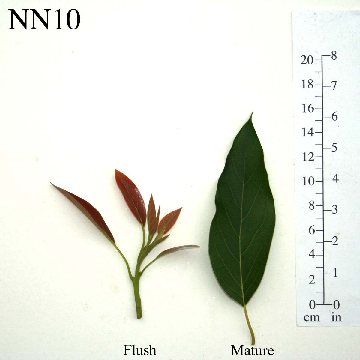 NN10 Leaves