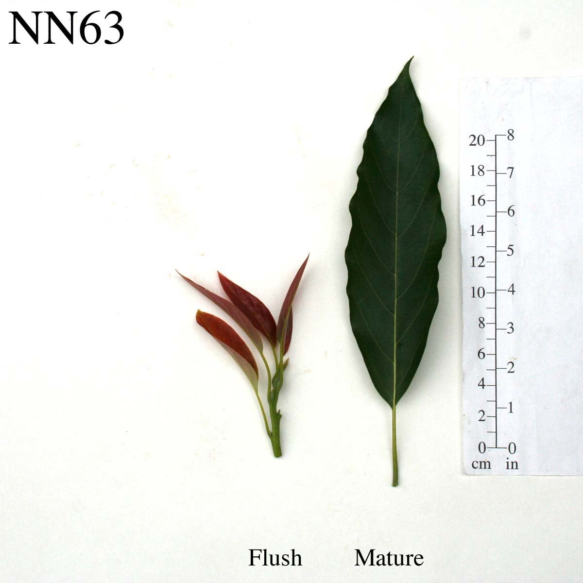 NN63 Leaves