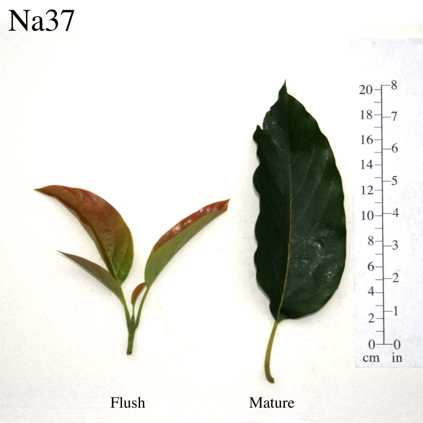 Na37 Leaves